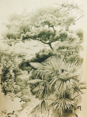 «Японский сад». Графитный карандаш