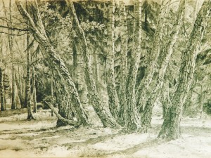 «Троицкие берёзы». Граф. карандаш. 1995 г.