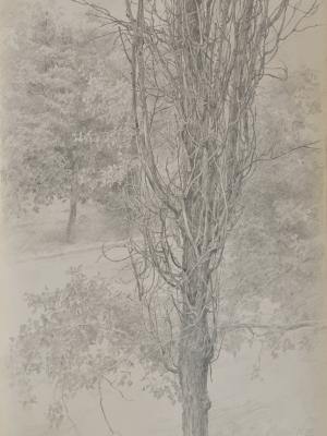 «Мертвый тополь». Бумага, графитный карандаш. 1997 г.