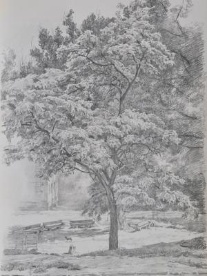 «Белая акация в Ростове-на-Дону». Графитный карандаш. 2001 г.