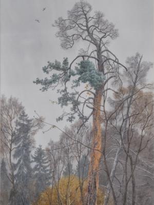 «Сосна». Бумага, акварель. 2001 г.