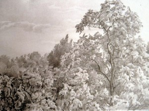 «Айлант высочайший» (Ростов). Графитный карандаш. 2011 г.
