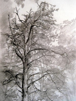 «Старуха сосна». Графитный карандаш. 2011 г.