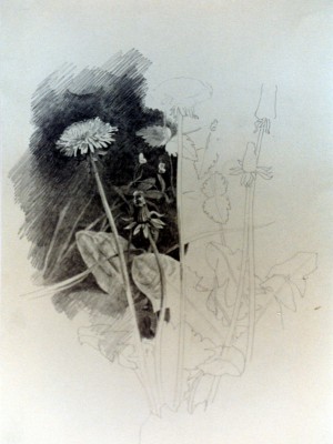 «Одуванчик». Бумага, карандаш. 1992 г.