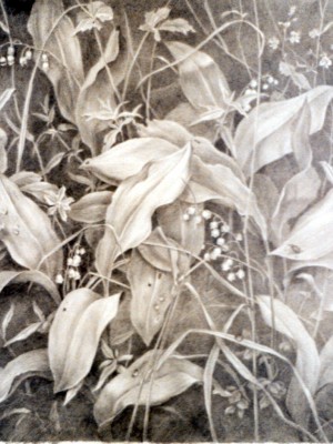 «Ландыш». Бумага, граф. карандаш. 1986(?) г.