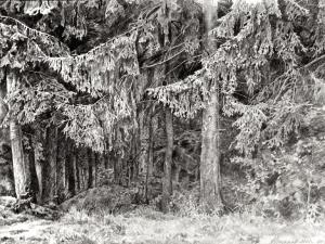 «Троицкие ели». Бумага, графитный карандаш. 2001 г.